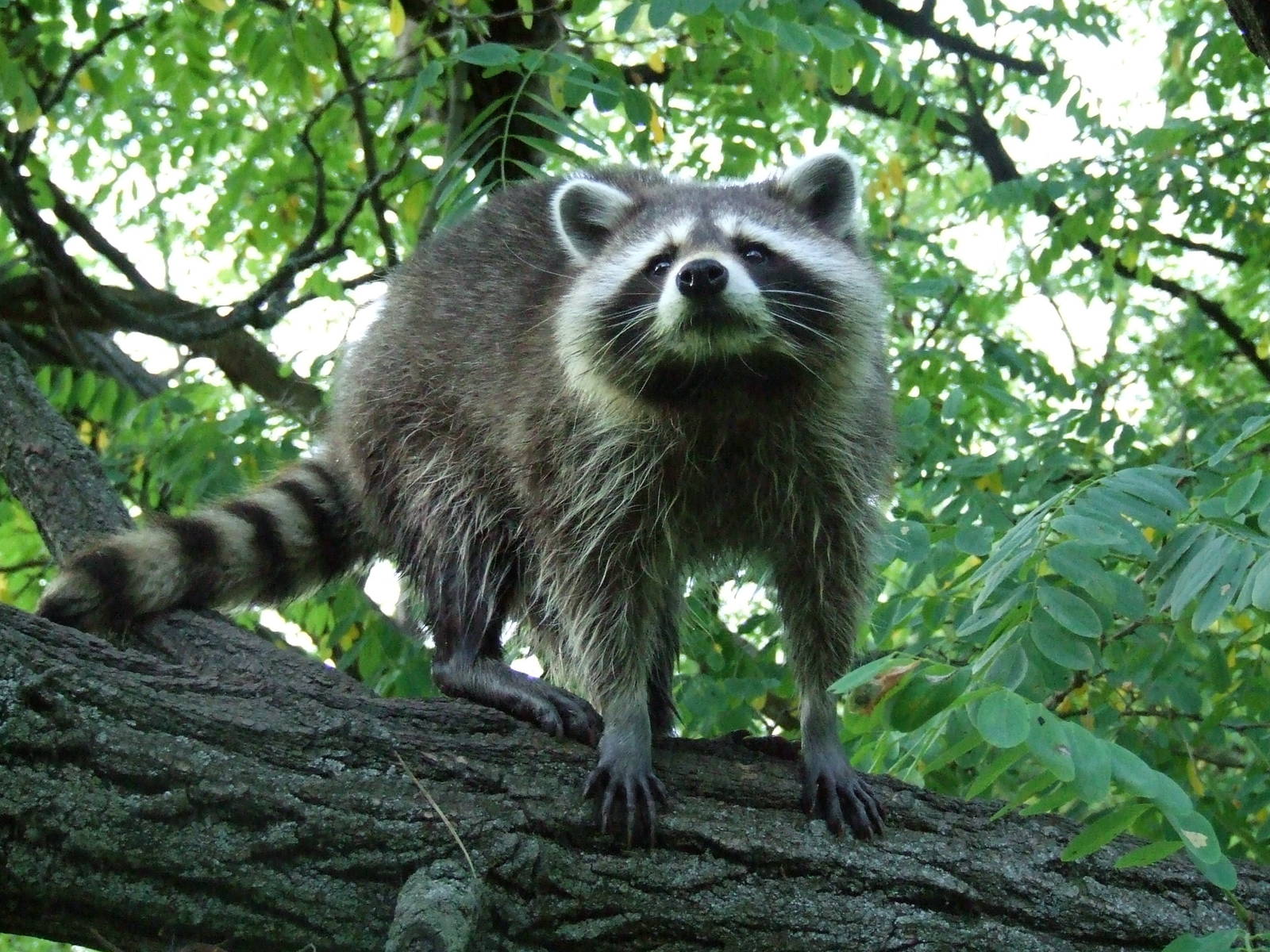 Raccoon