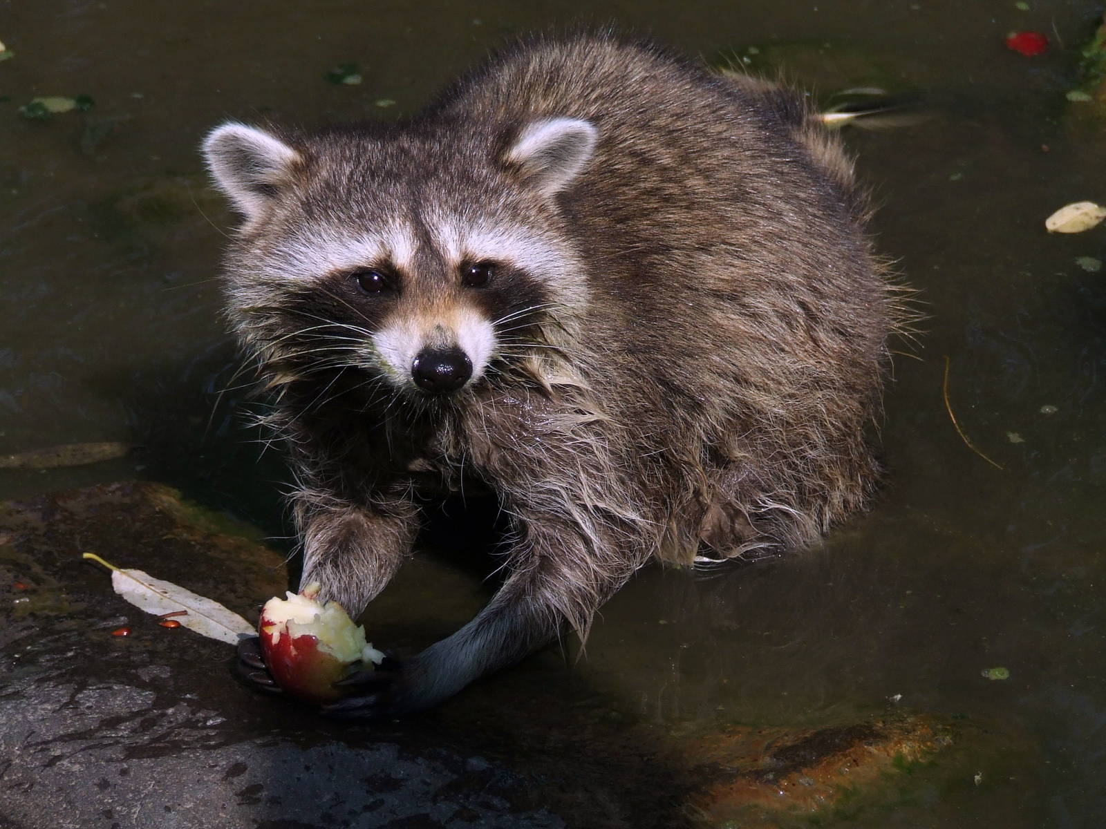 Raccoon