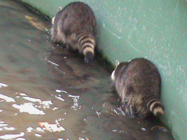 Raccoons 061110