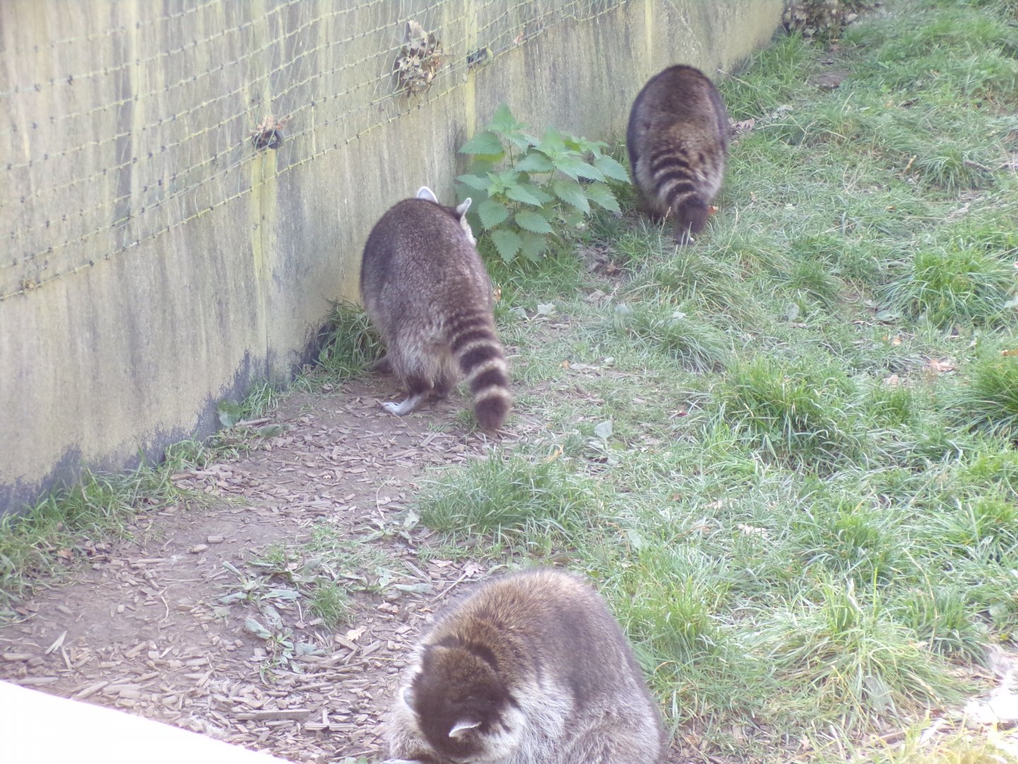 Raccoons 14.10.23