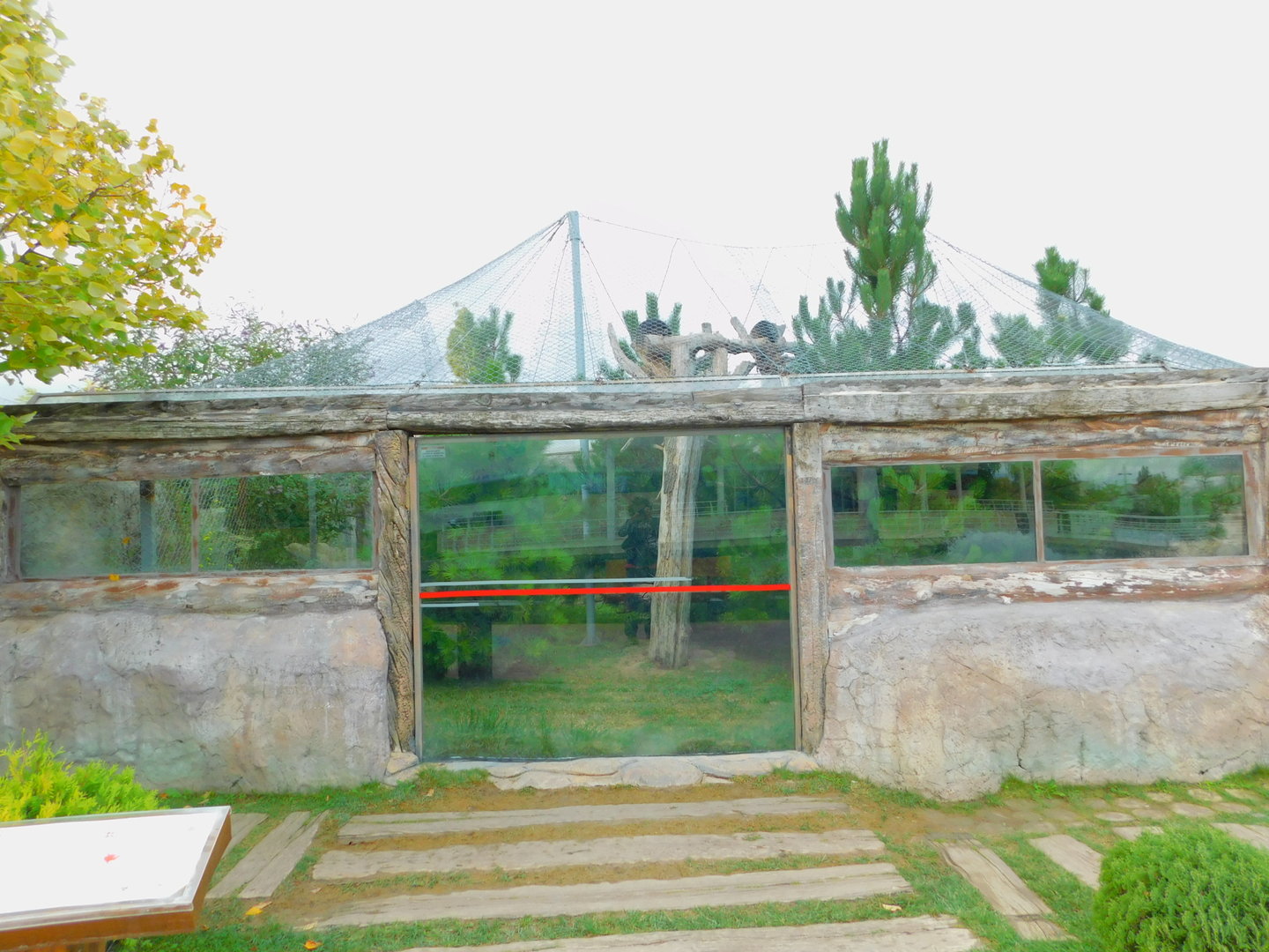 Raccoons and Silver Foxes