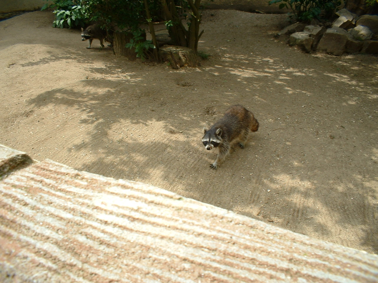 Raccoons at Combe Martin Wildlife Park, 10 June 2005