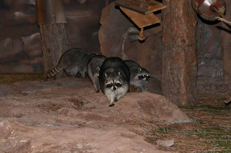 raccoons at night