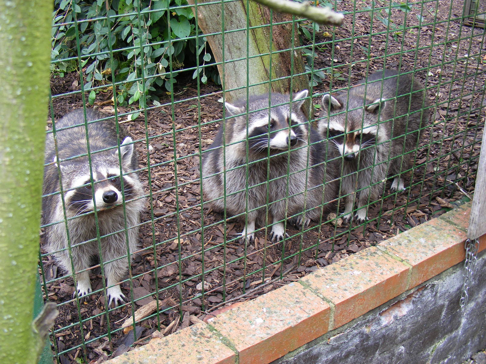 Raccoons at Paradise Wildlife Park, 5 September 2010