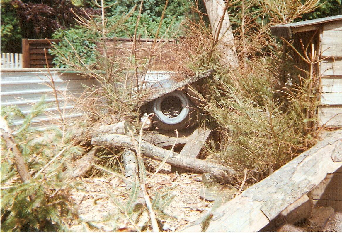 Raccoons at Sleepy Hollow Farm Park, 25 May 1999