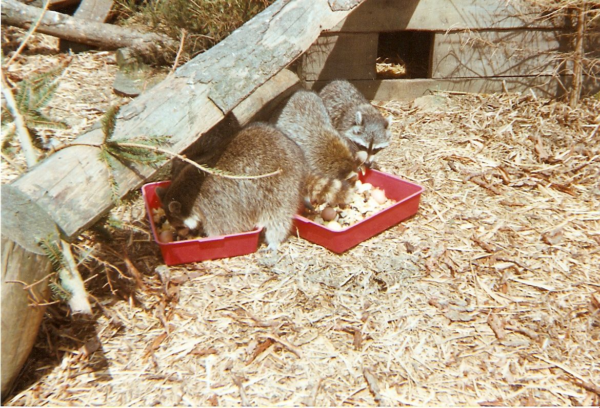 Raccoons at Sleepy Hollow Farm Park, 25 May 1999