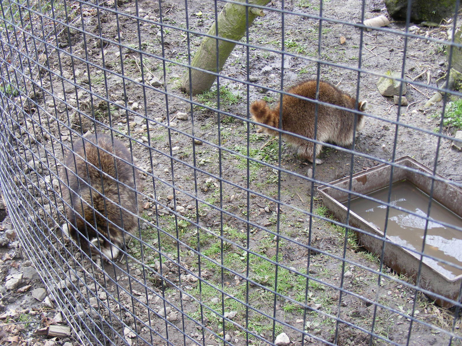 Raccoons at Wingham Wildlife Park, 2 April 2010