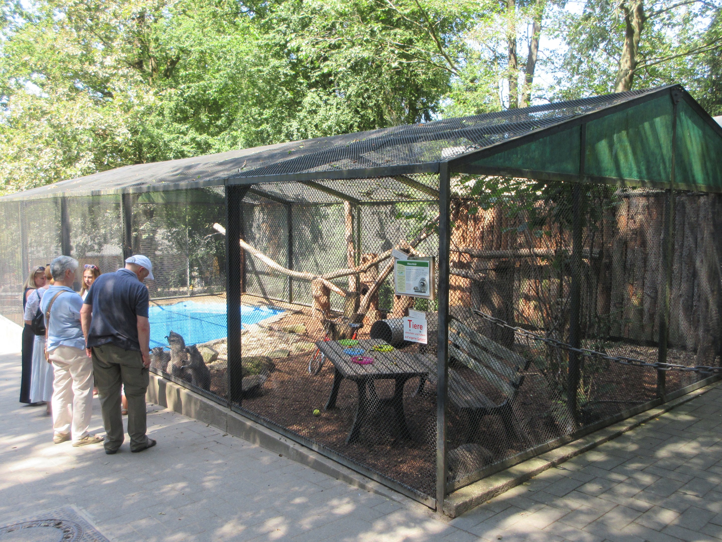 Raccoons begging for food