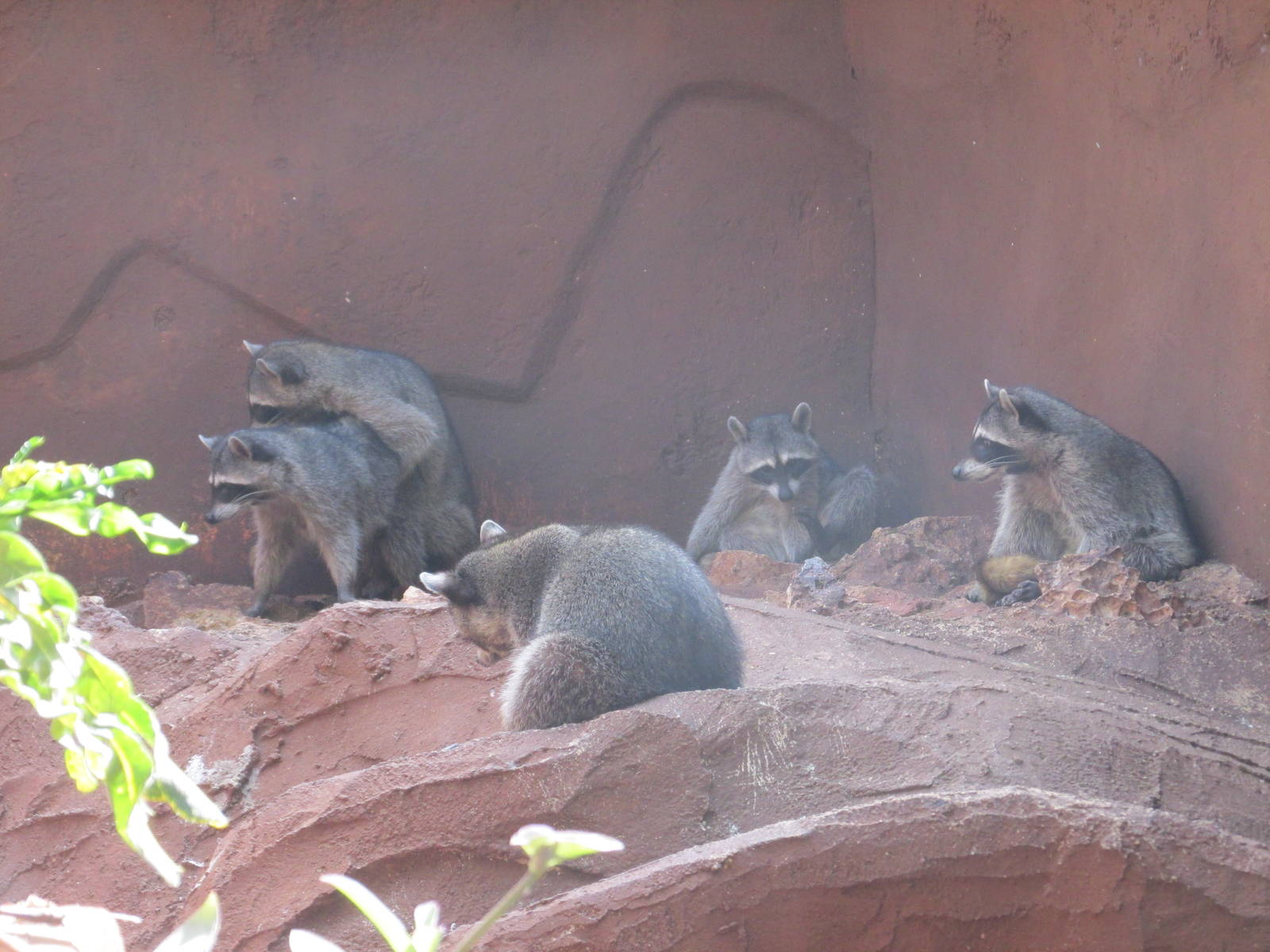raccoons centenario zoo