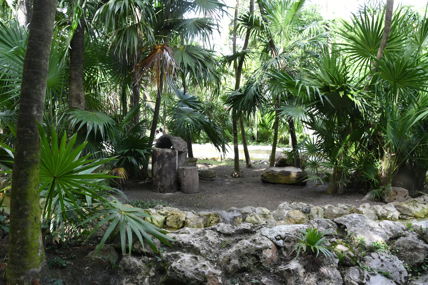 Raccoons Exhibit