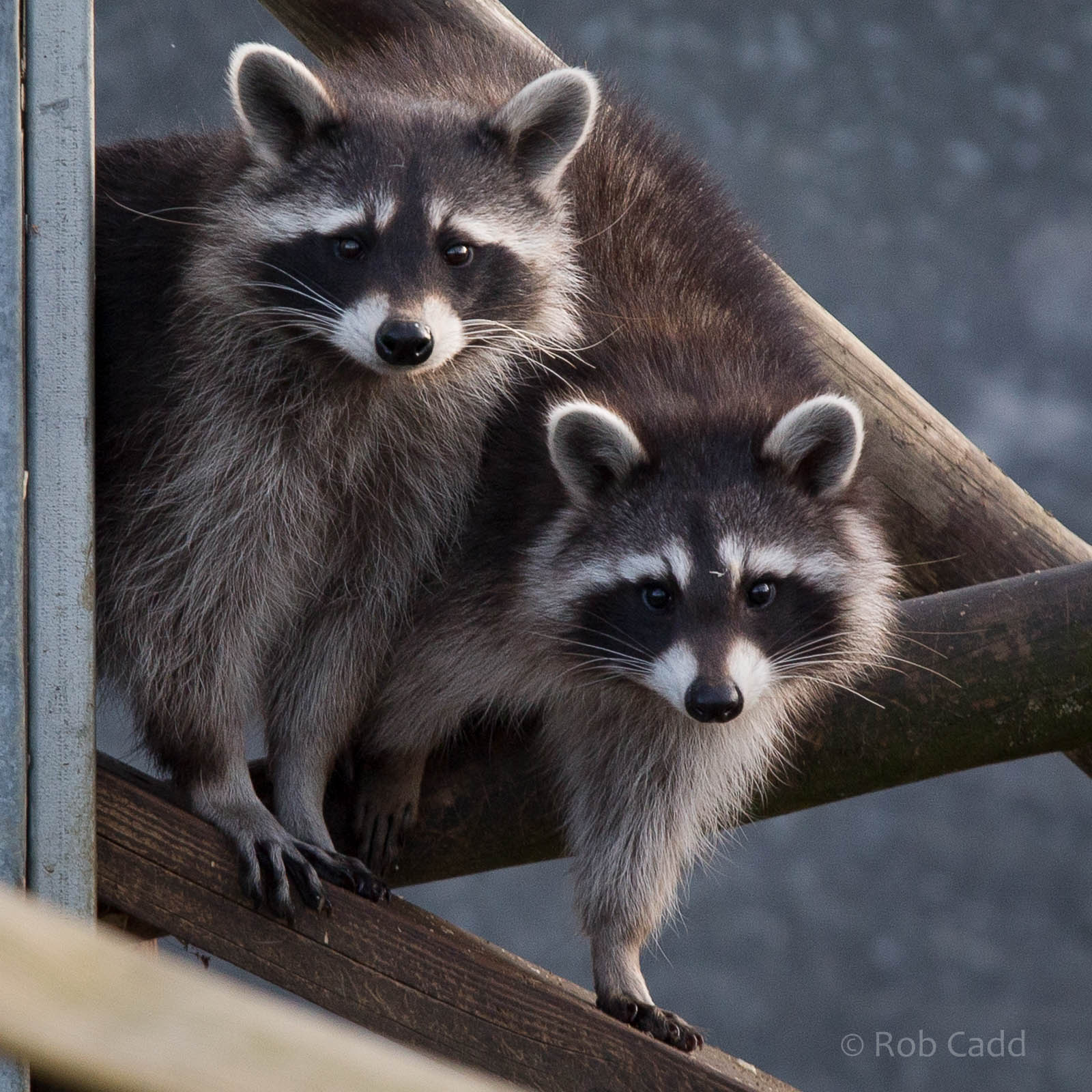 Raccoons : Hamerton : 27 Sep 2014
