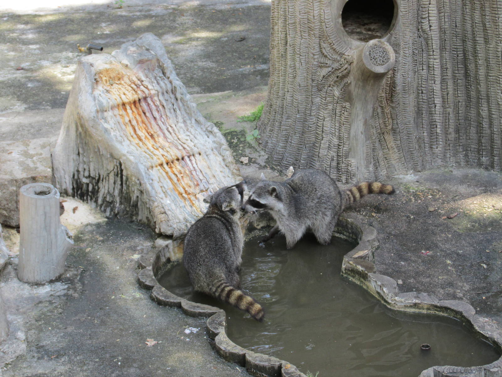 raccoons havana zoo