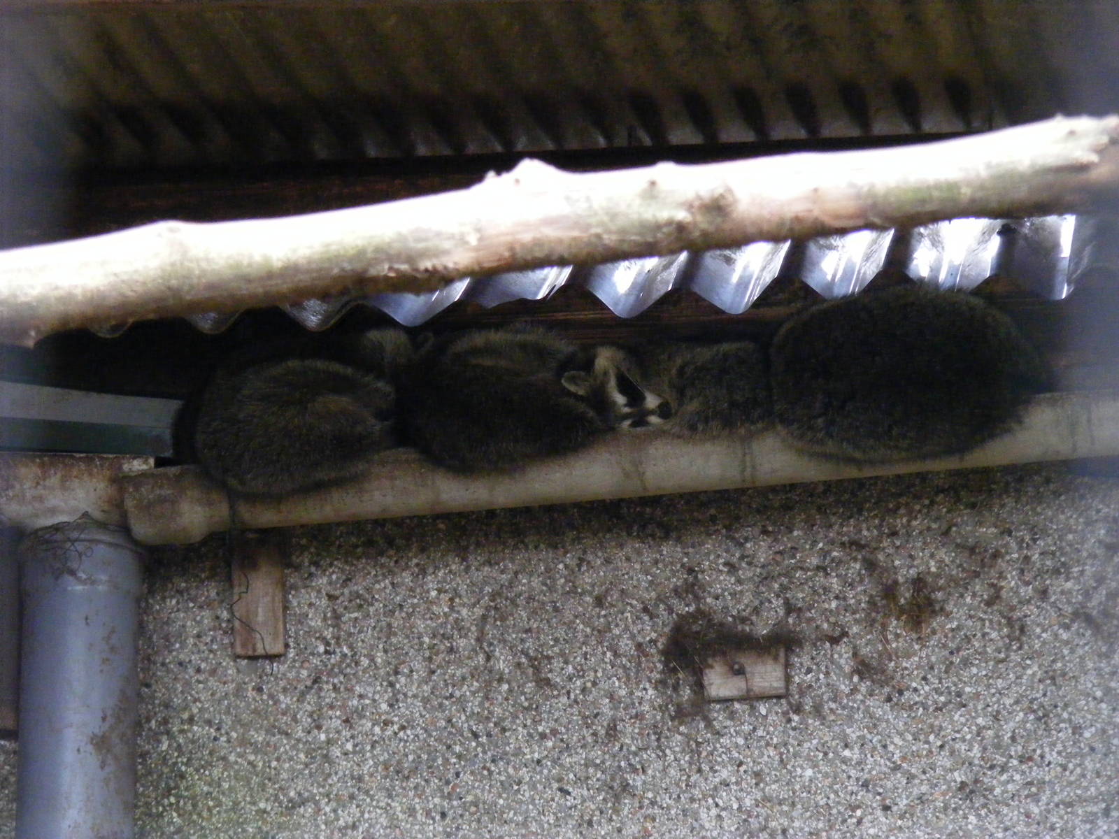 Raccoons in gutter at Auchingarrich Wildlife Centre, 20 May 2010