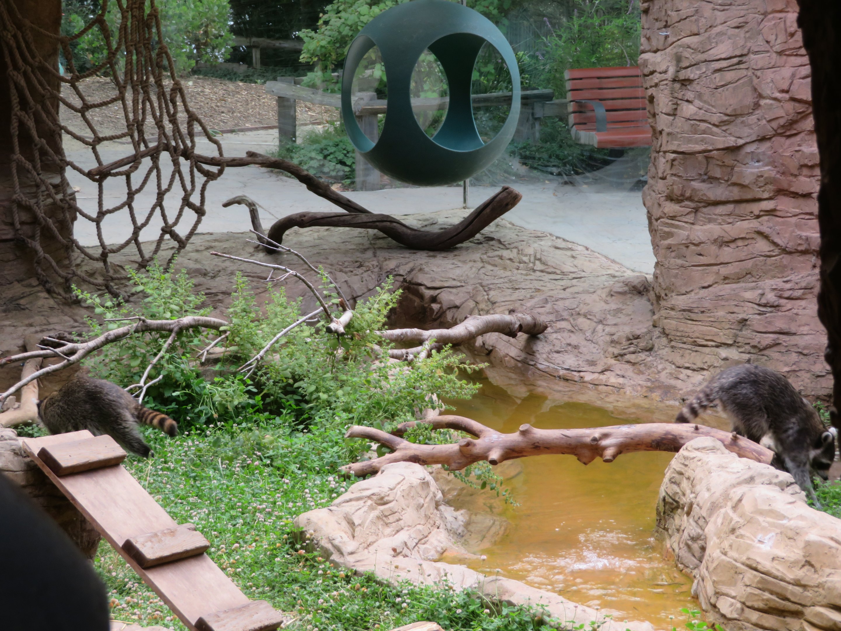 Raccoons in their Habitat