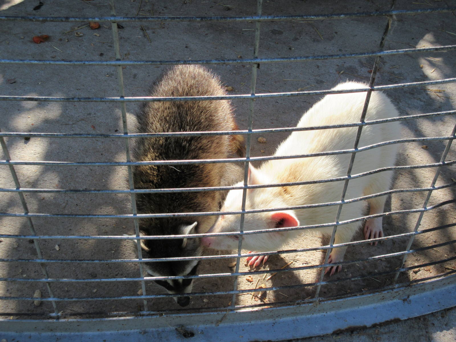 Raccoons (including an albino specimen)