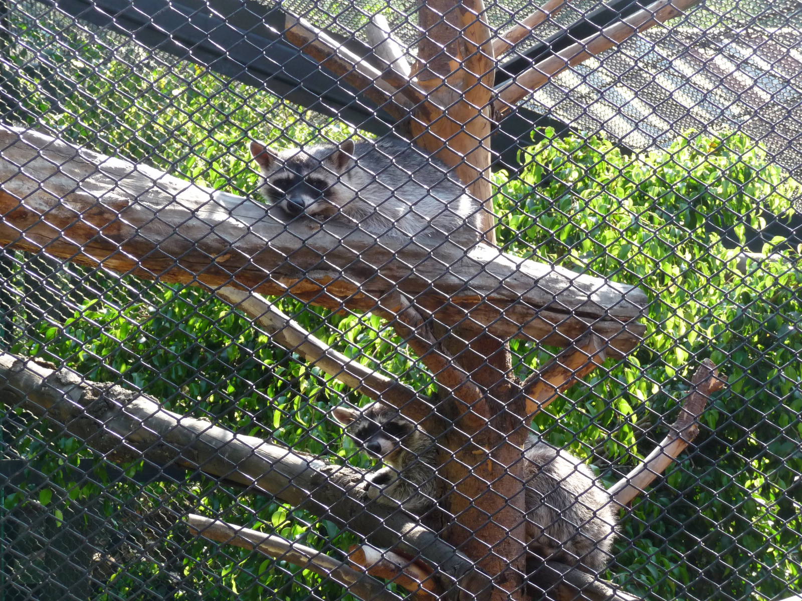 Raccoons Los Coyotes Zoo