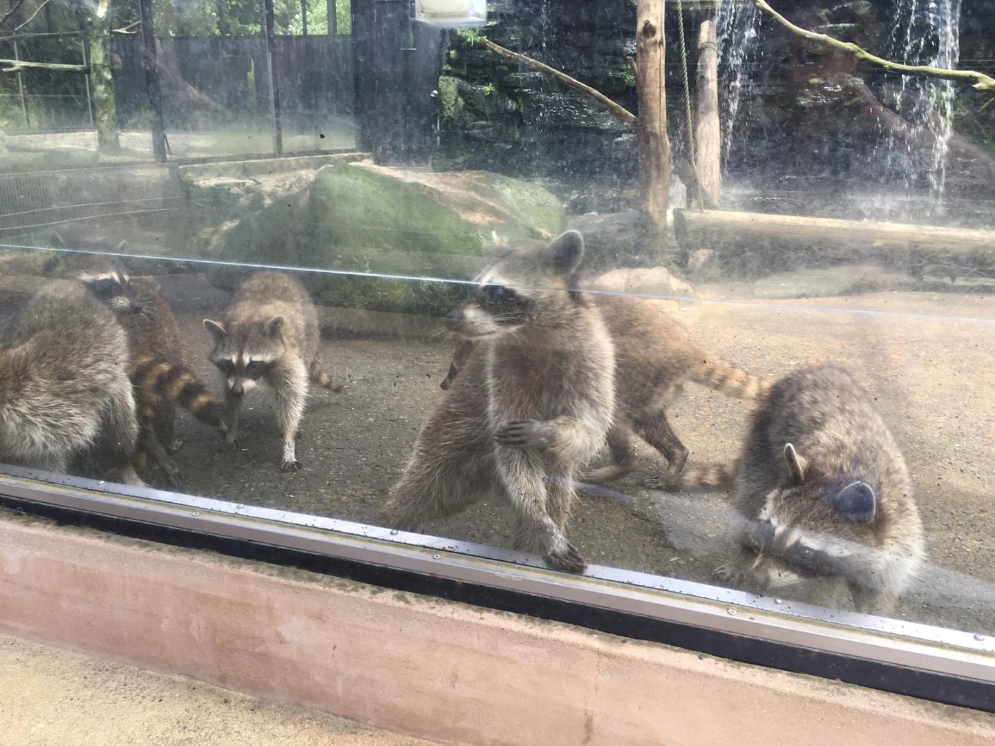 Raccoons-Nagasaki Bio Park