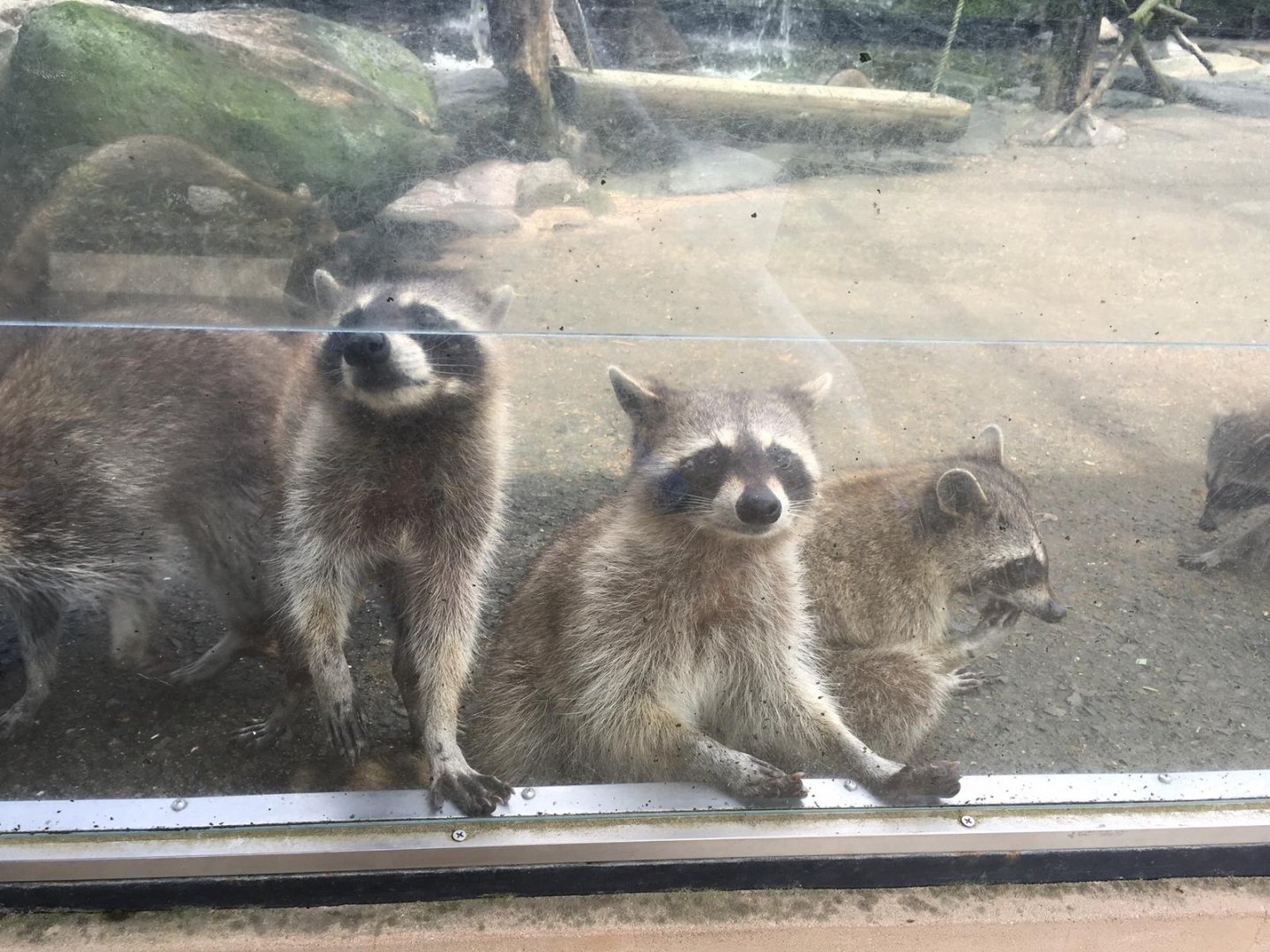 Raccoons-Nagasaki Bio Park