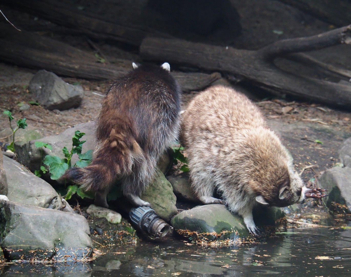 Raccoons (Procyon lotor), 2019-08-11