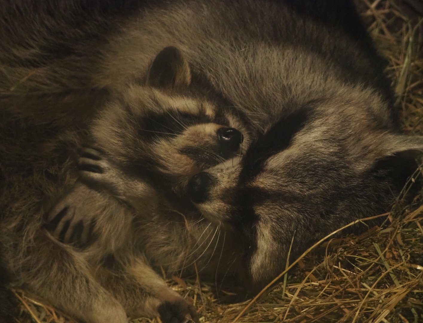 Raccoons (Procyon lotor), 2020-01-11