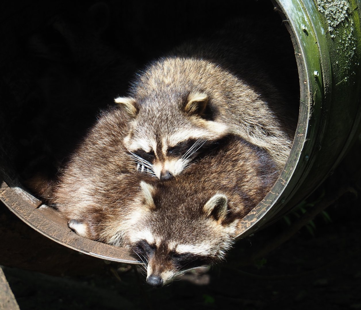 Raccoons (Procyon lotor), 2023-04-30