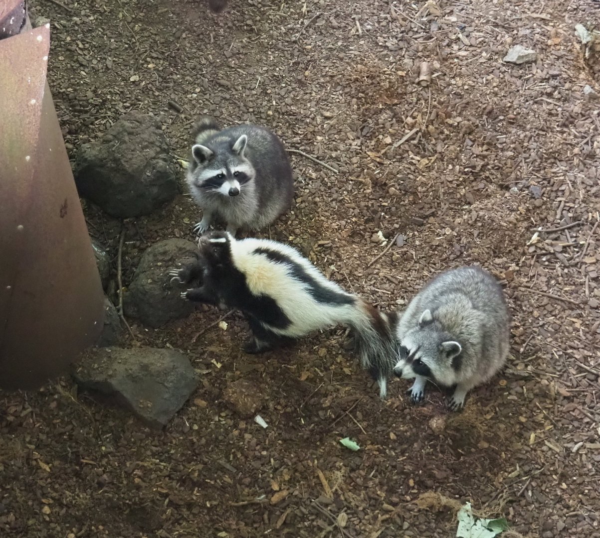 Raccoons (Procyon lotor) and Striped skunk (Mephitis mephitis), 2021-09-02