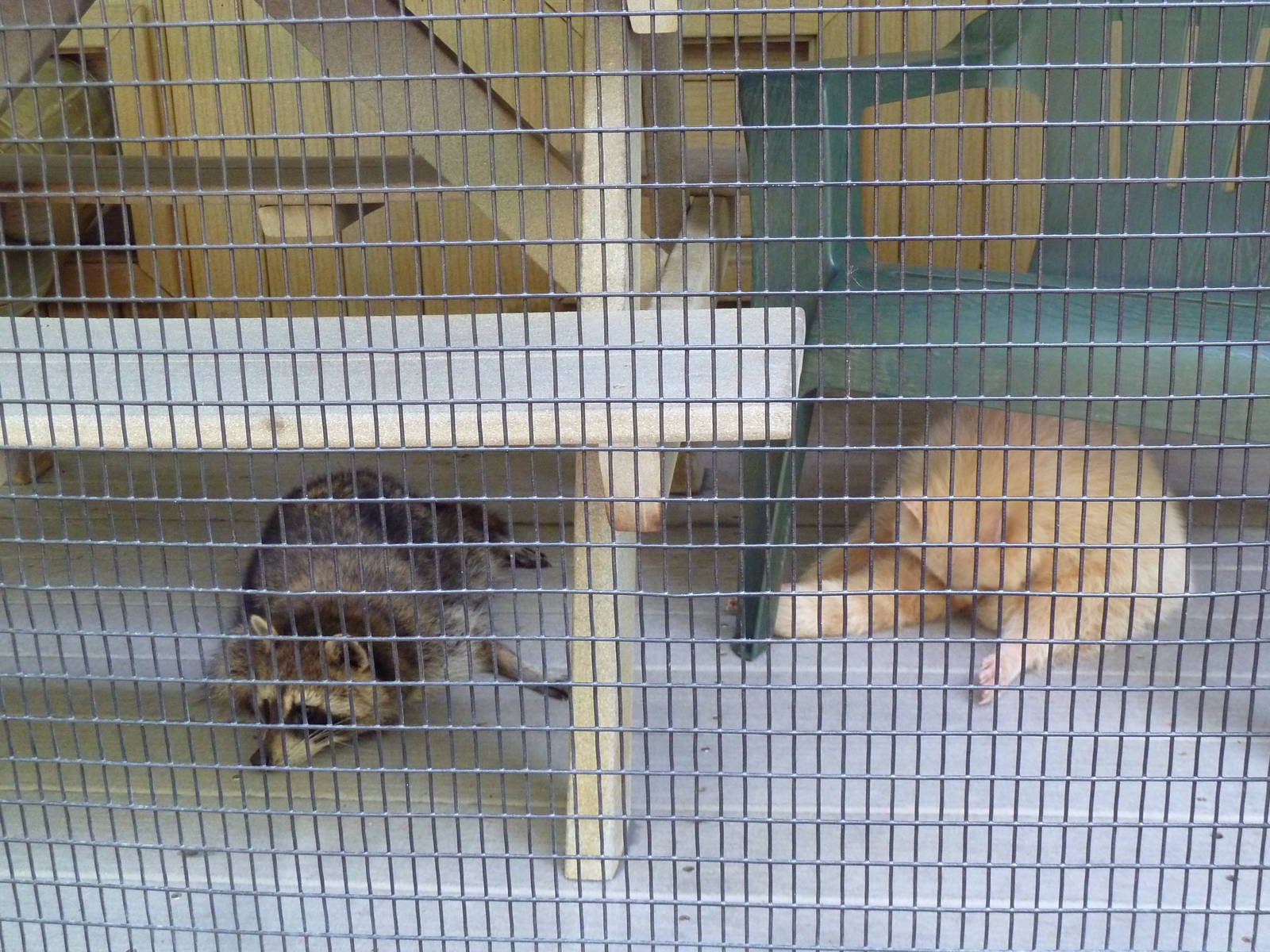 Raccoons - Regular + Albino