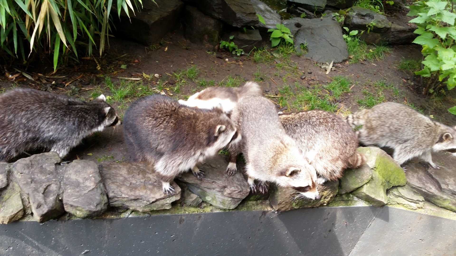 Raccoons & Striped Skunk, October 2018