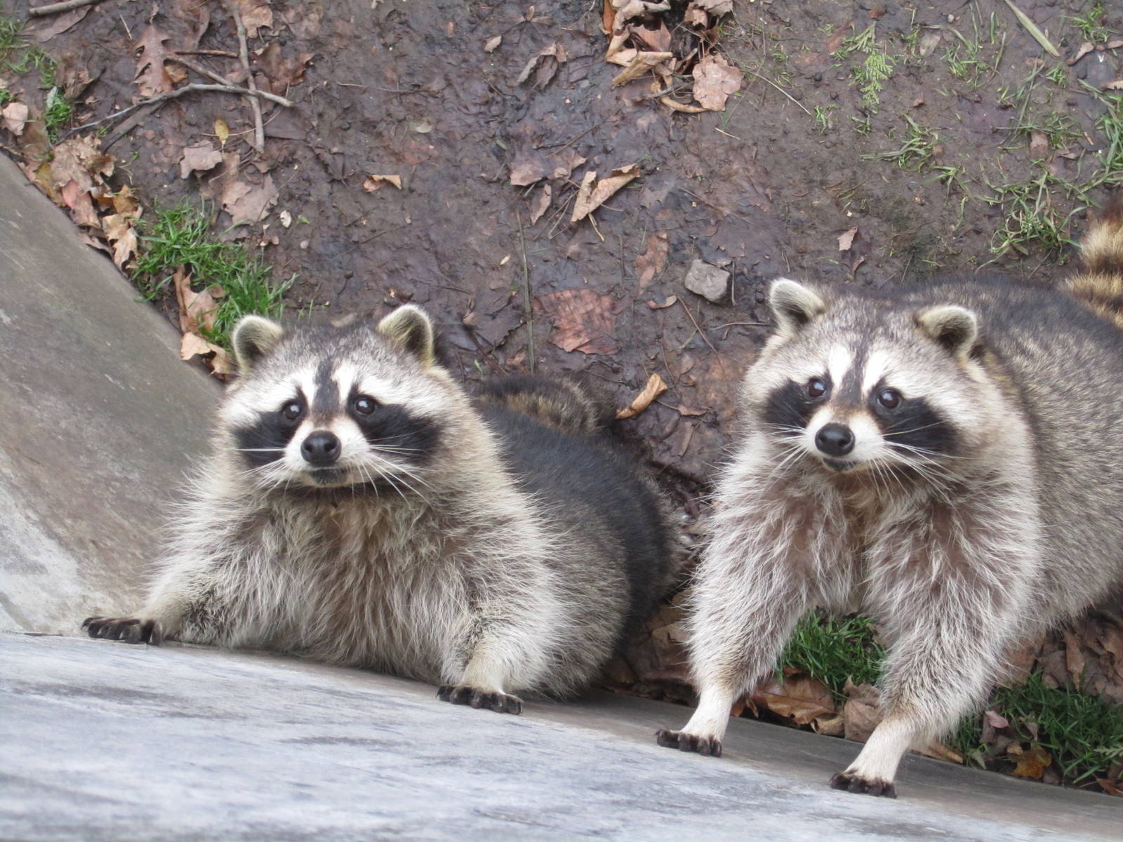 Raccoons