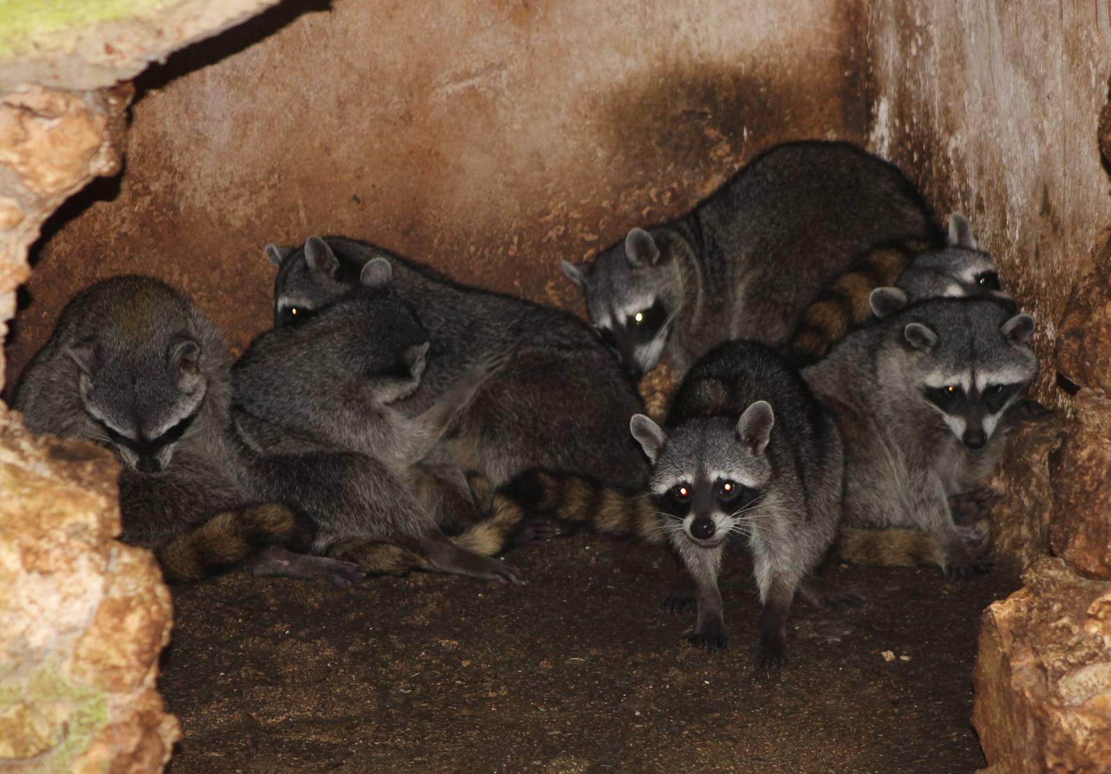 Raccoons