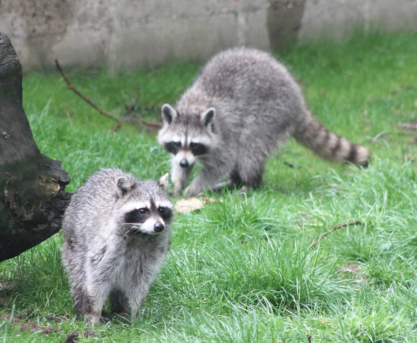 Raccoons