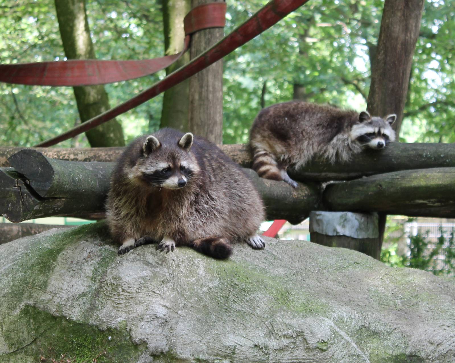 Raccoons