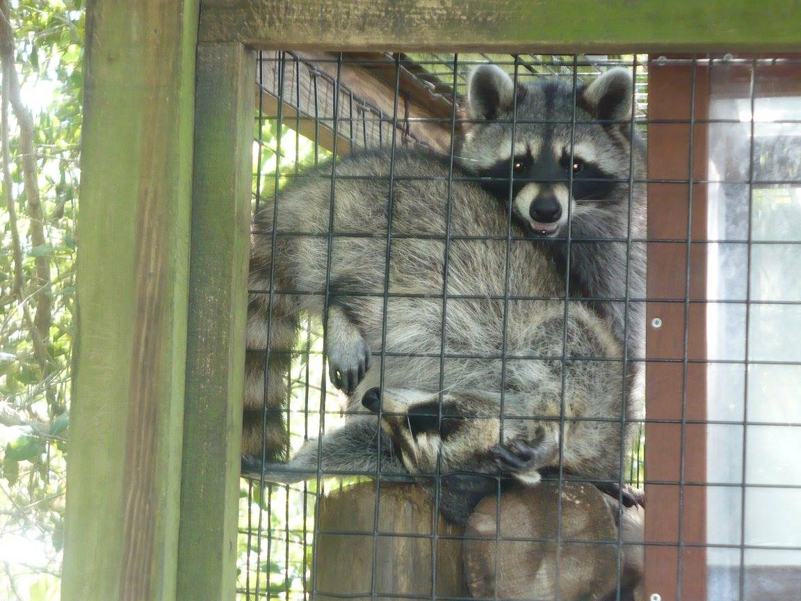 Raccoons