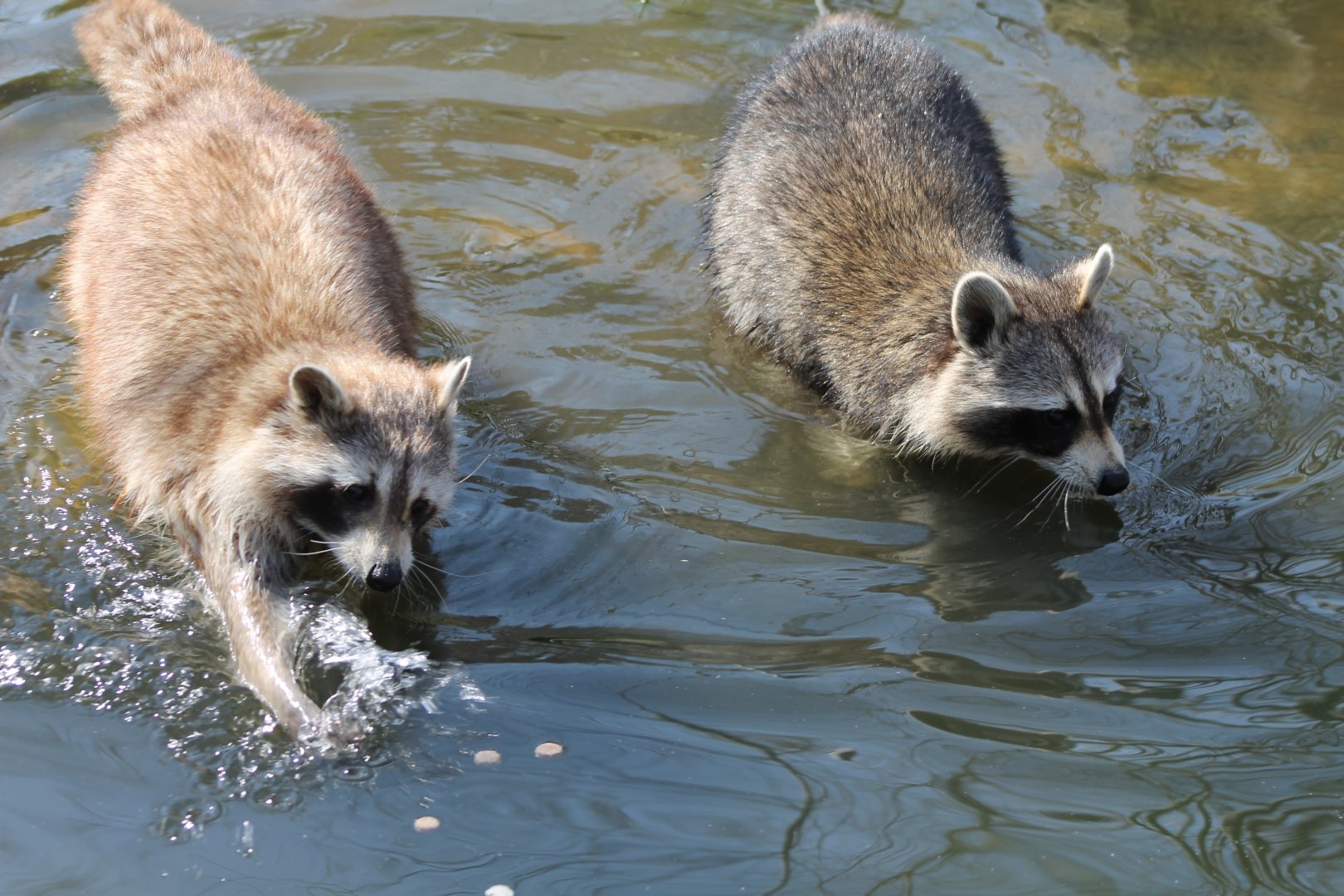 Raccoons