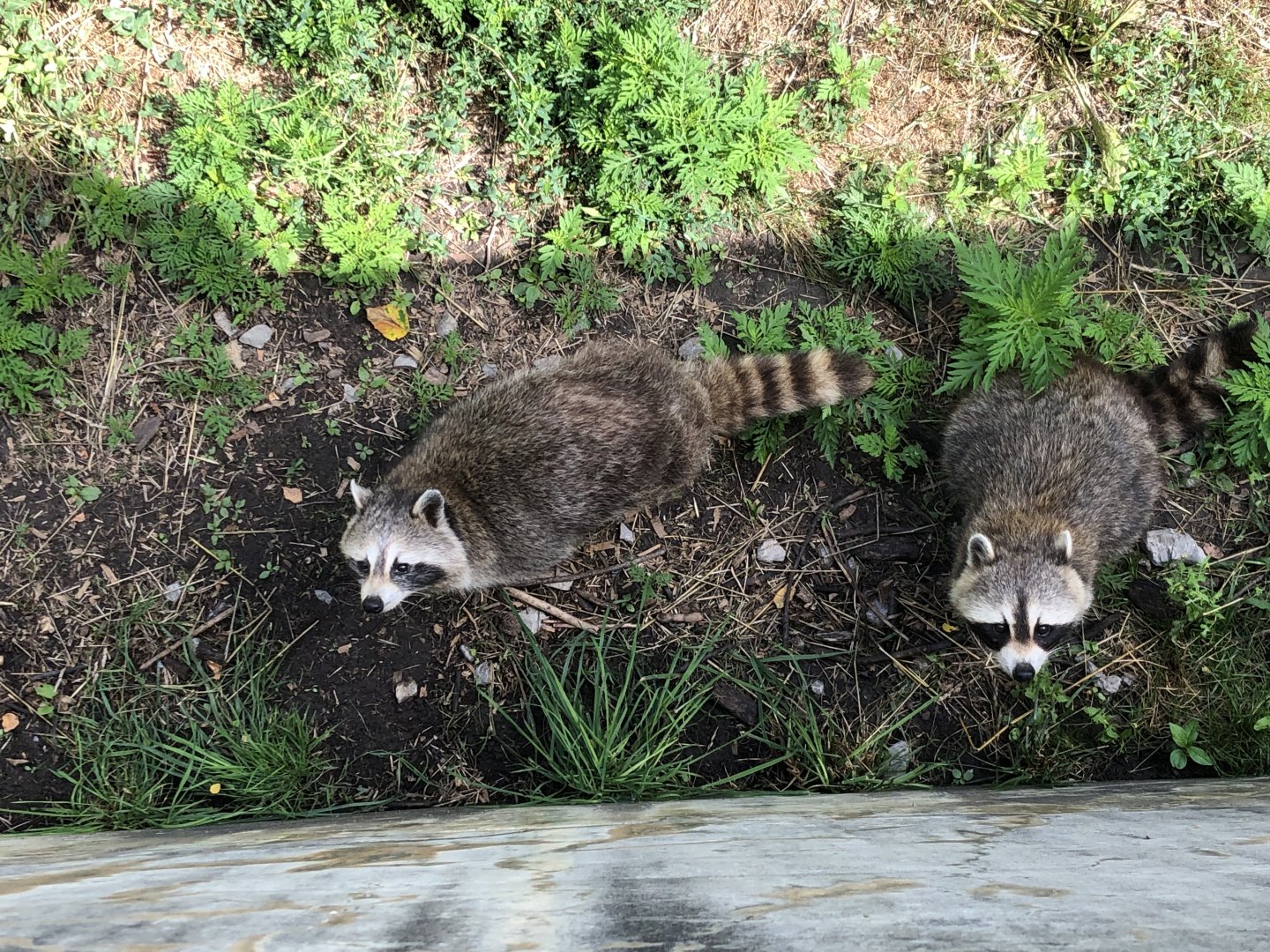 Raccoons