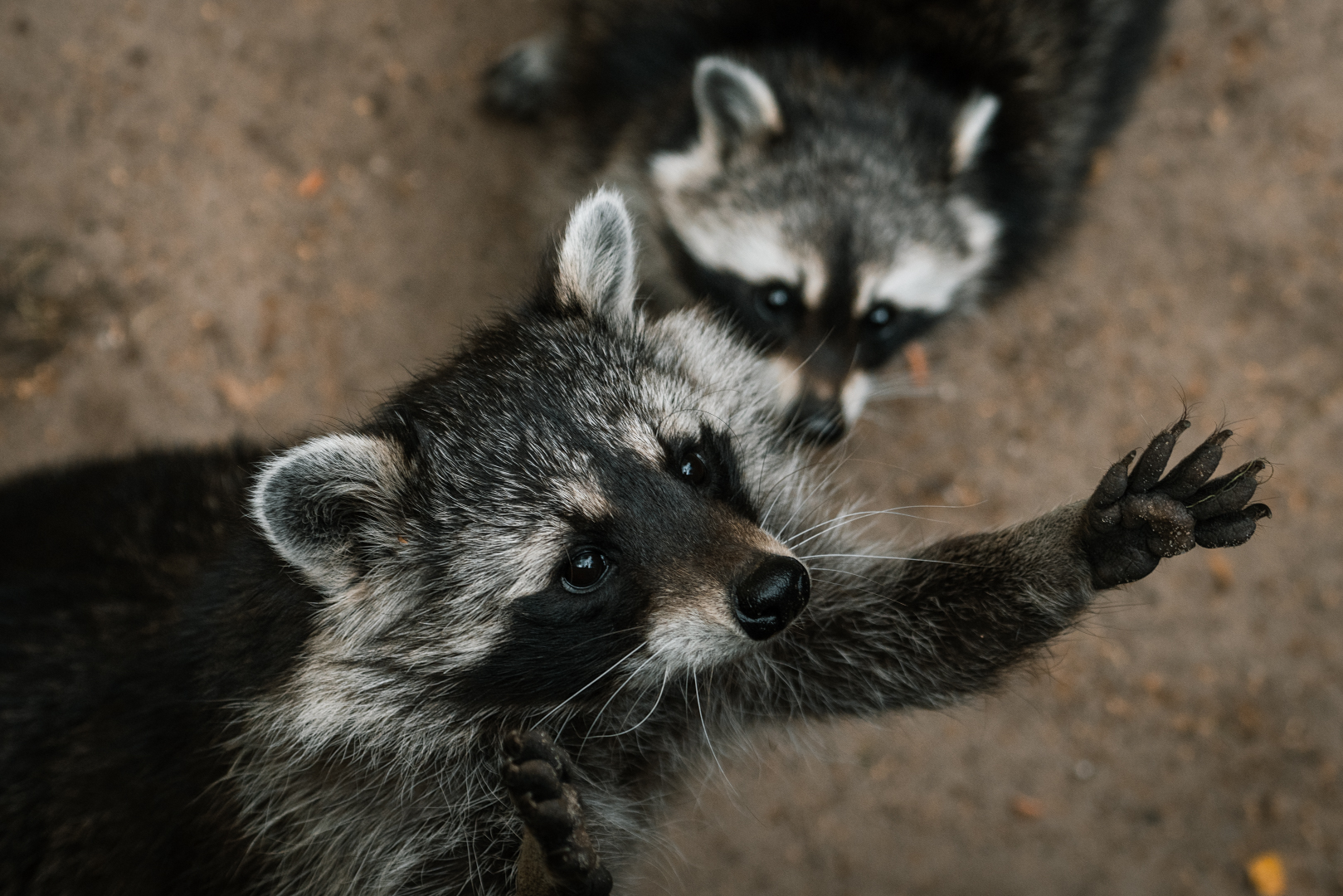Raccoons