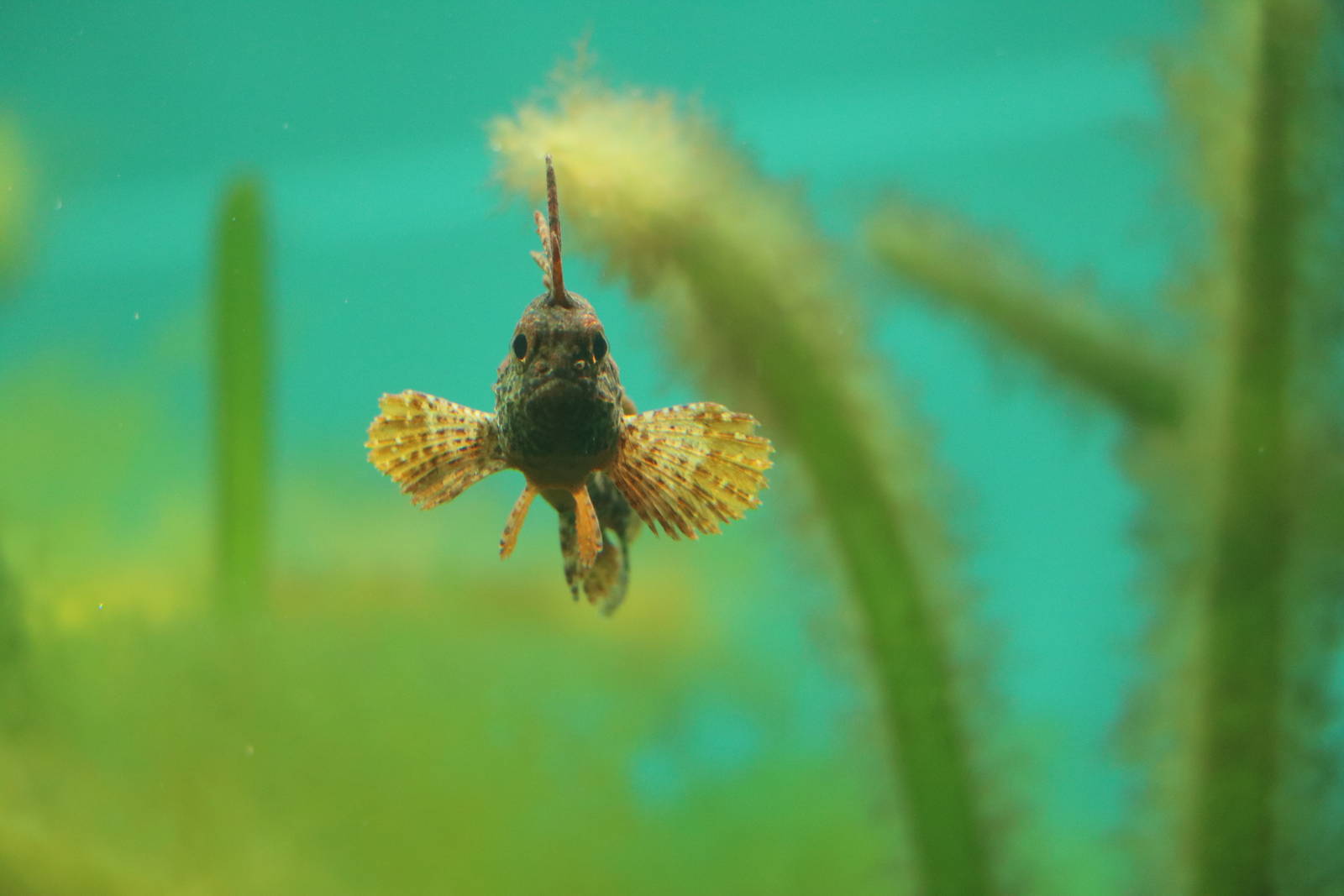 Racehorse / redfin velvetfish- Tokyo Sea Life Park, February 2016