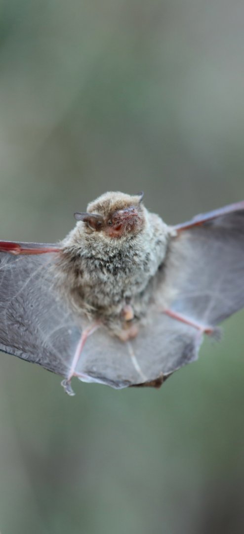 Racey's pipistrelle (Pipistrellus raceyi)