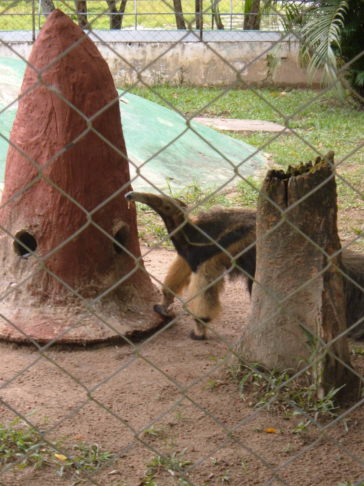 Racifi zoo - Brazil 2006