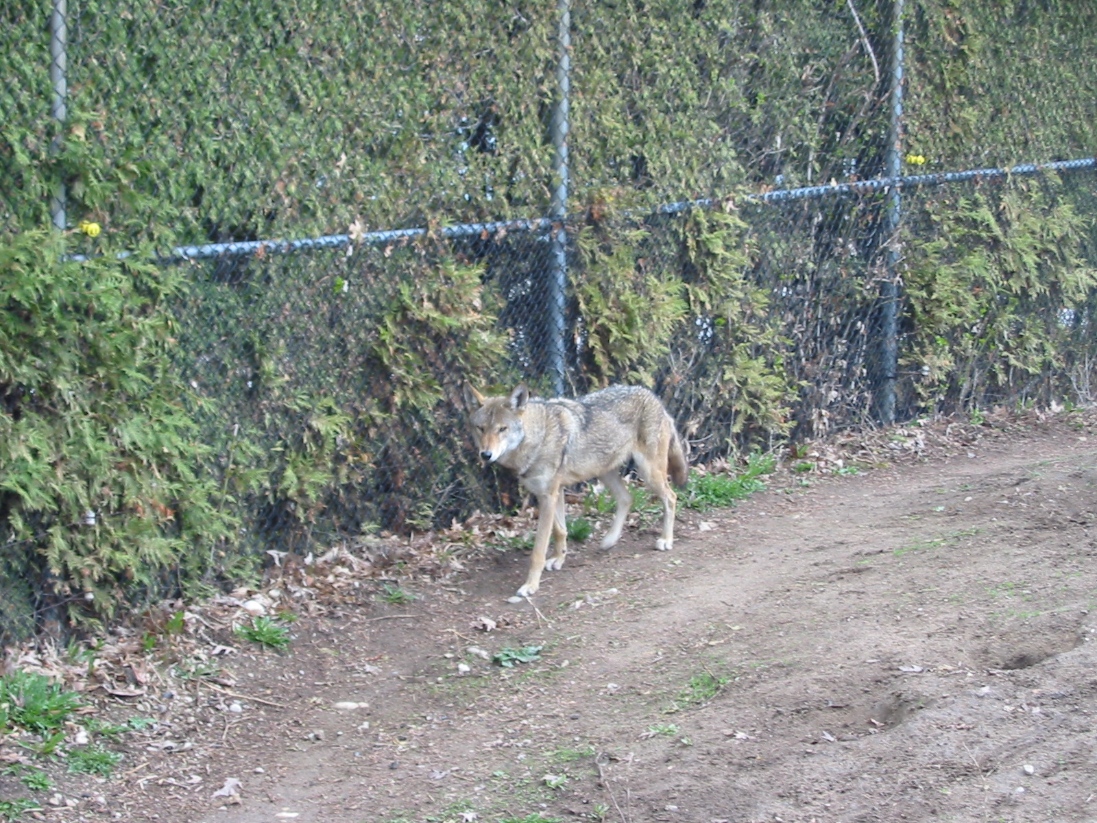 Racine Zoo 2003 - Wolf