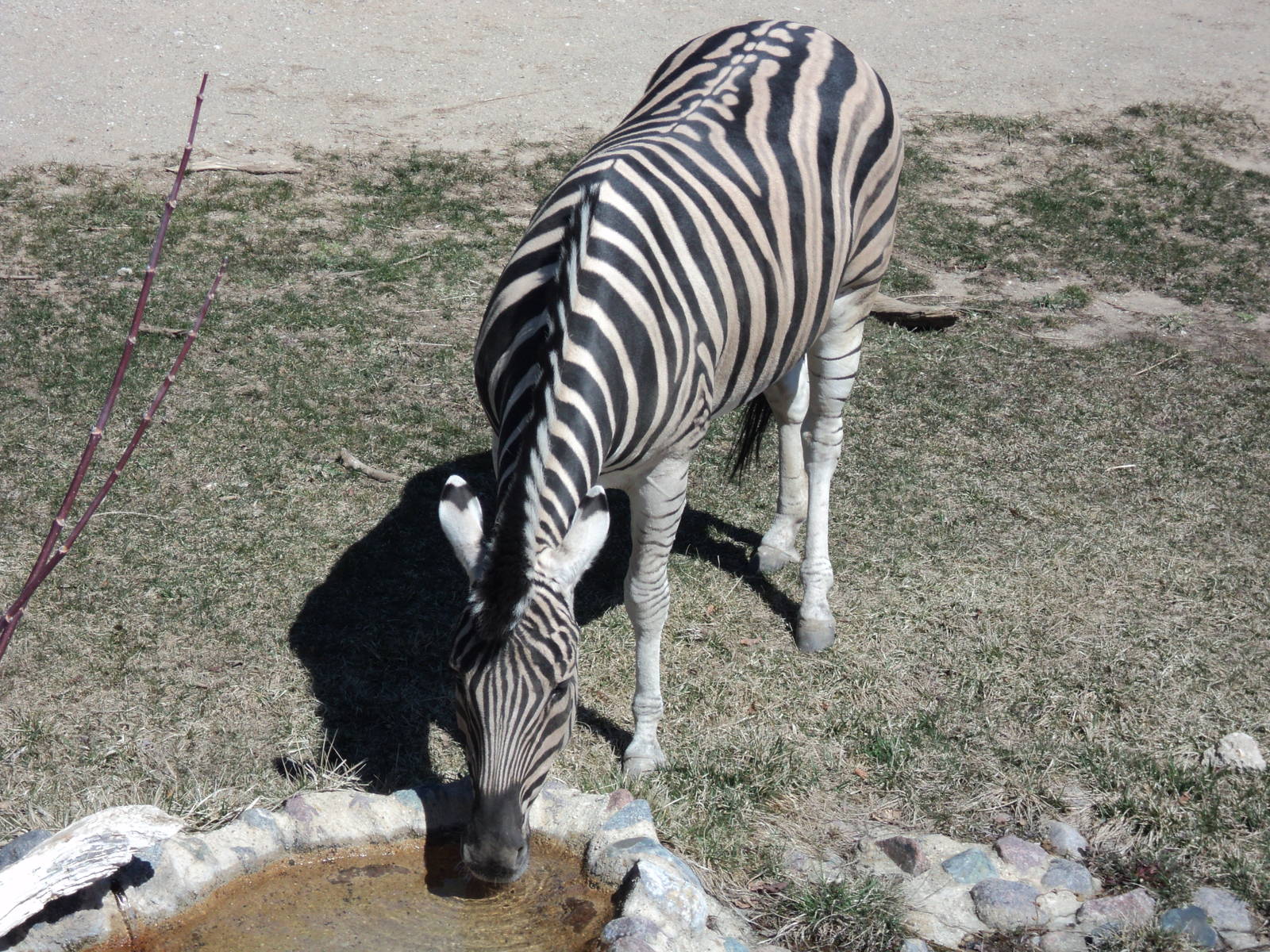 Racine_Zoo_Zebra