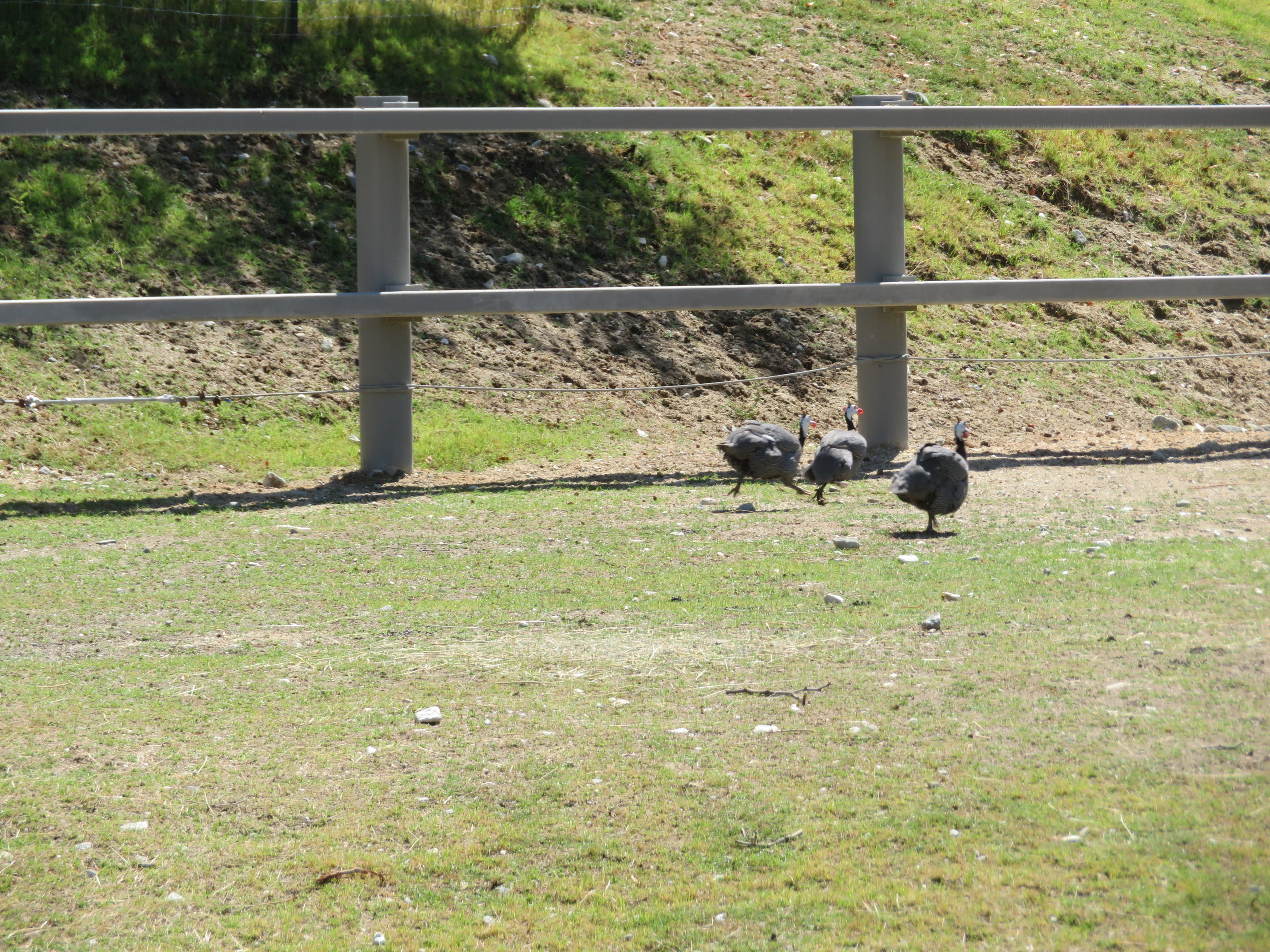 Racing Guineafowl