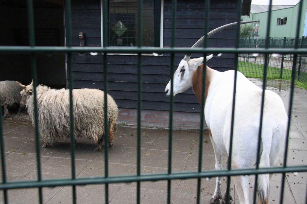 Racka and Oryx