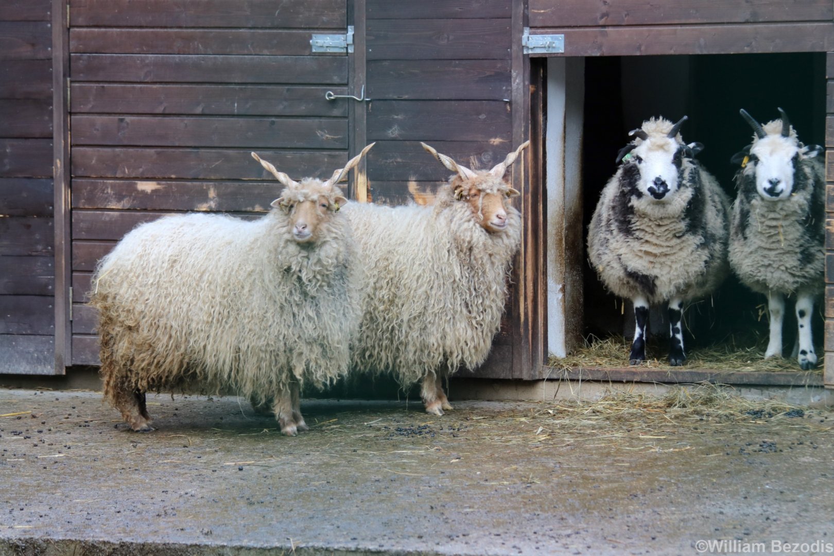 Racka Sheep and Four-horned Sheep (domestic breeds)