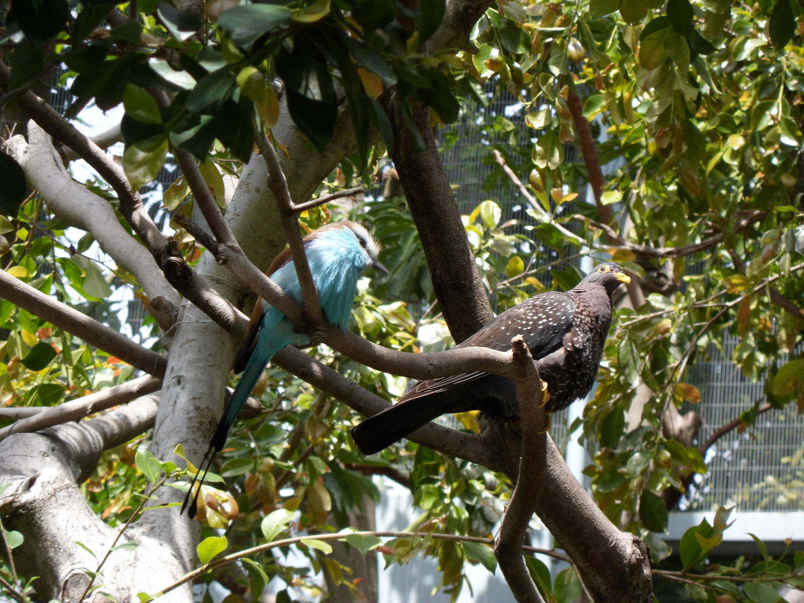Racket-tailed Roller and Olive Pigeon