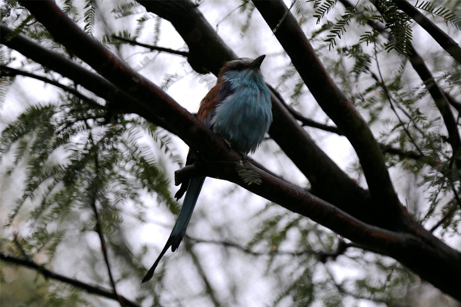 Racket-tailed Roller (Coracias spatulatus)