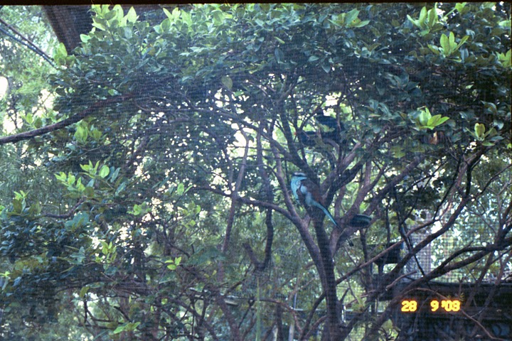 Racket-tailed Roller