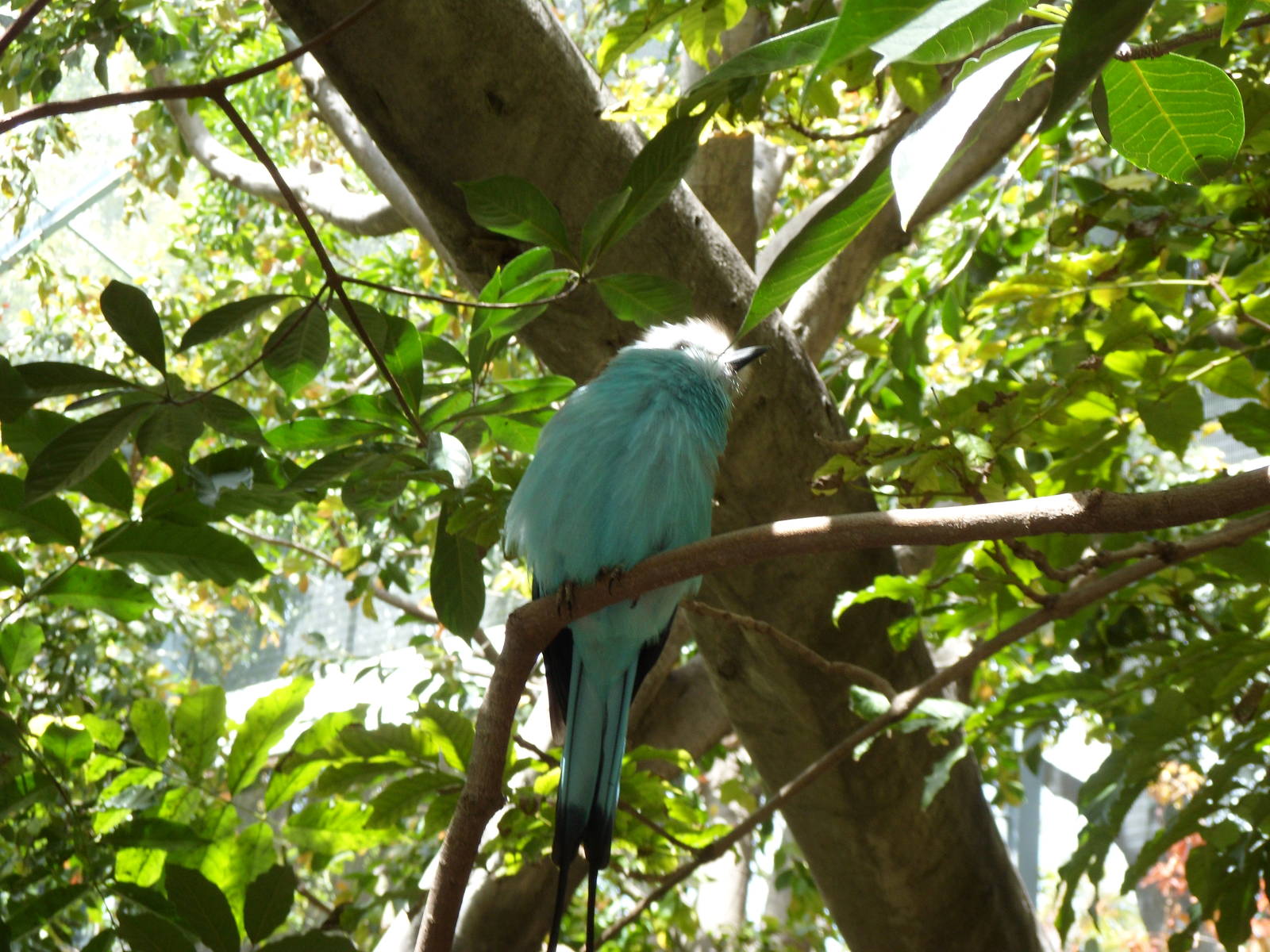 Racket-tailed Roller
