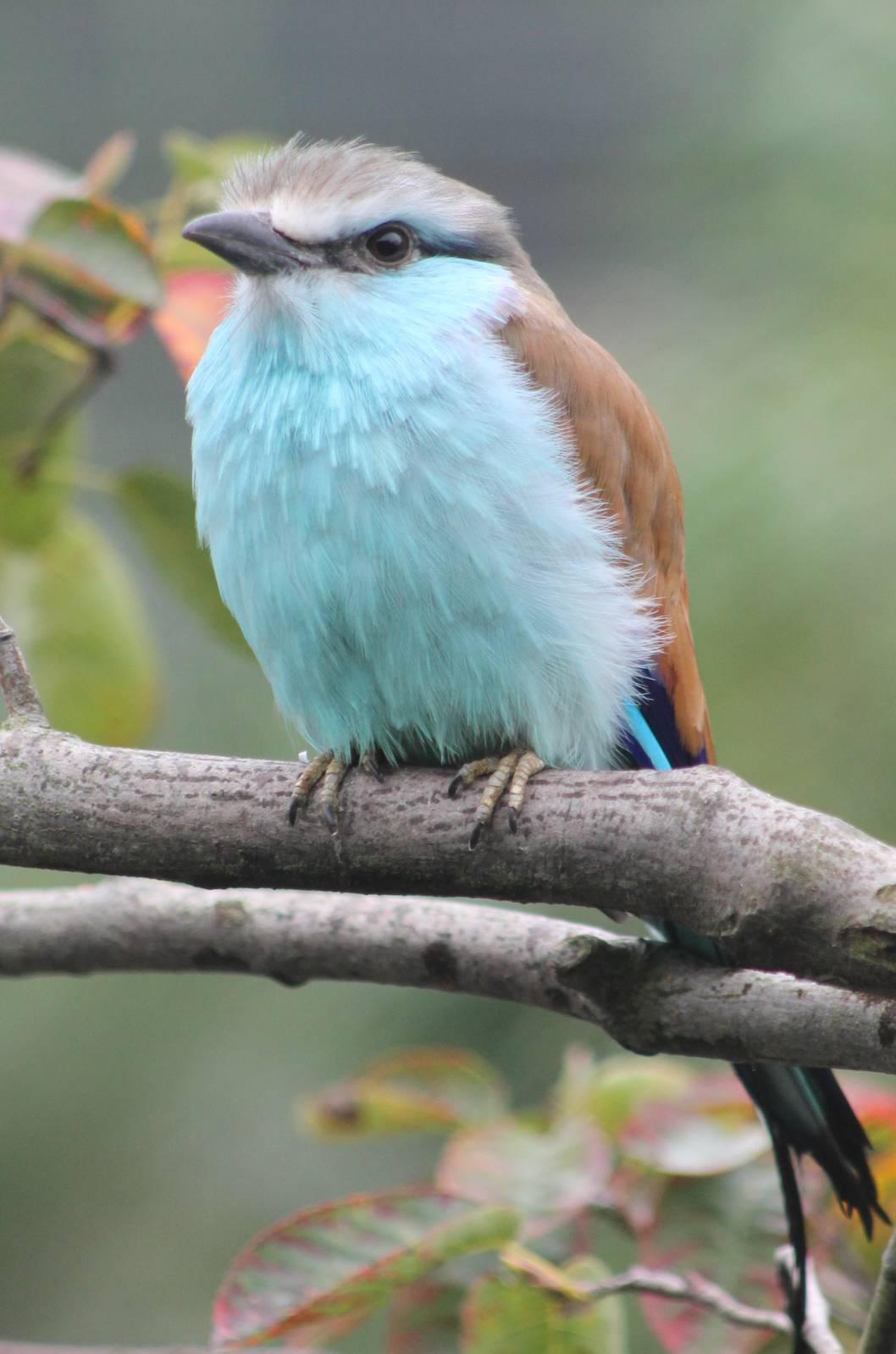 Racket-tailed roller