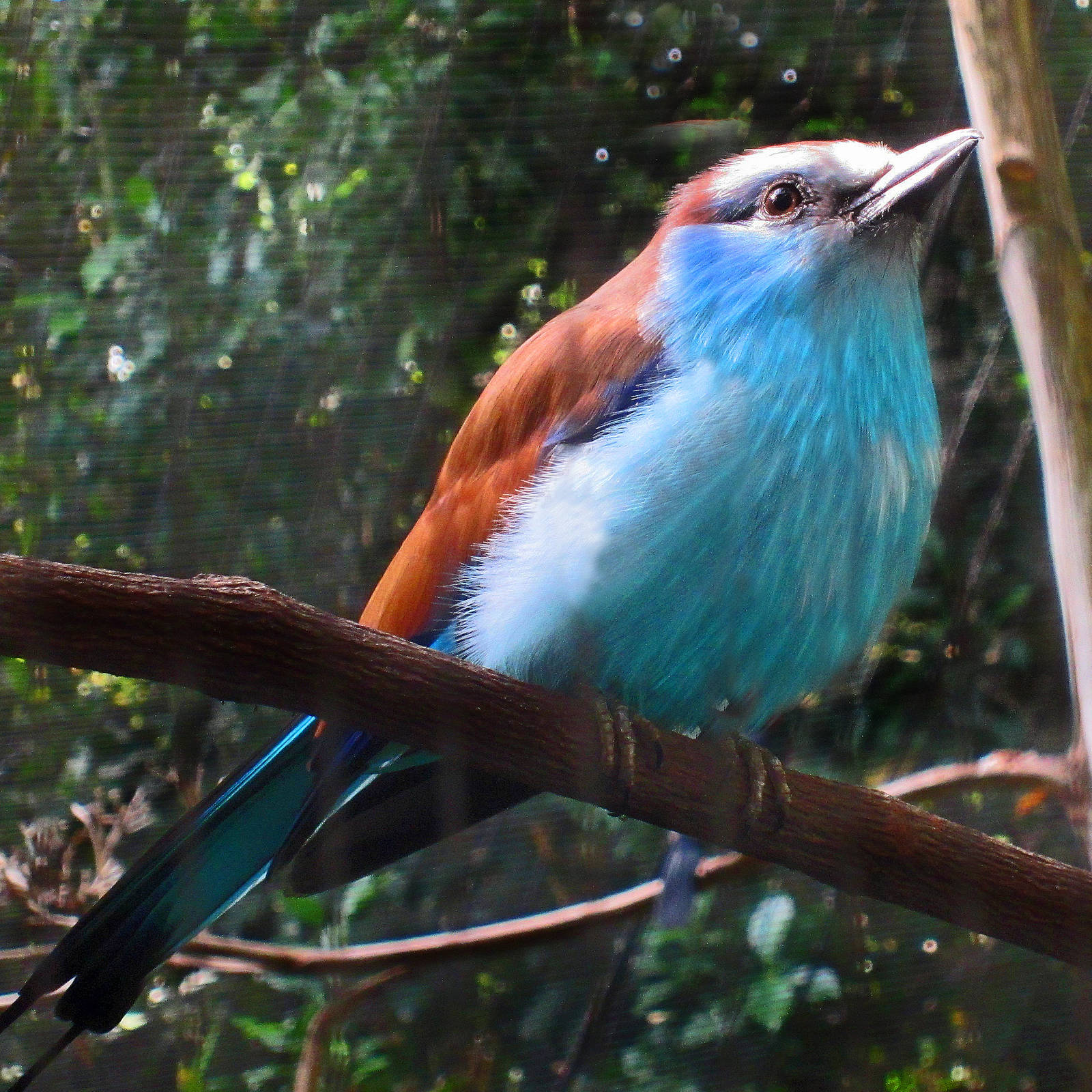 Racket-tailed  Roller